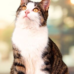 Meet your Posher, Dahlia